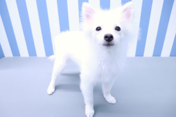 静岡県のポメラニアン (ペットショッププチマリア イオン袋井店/2026年3月31日生まれ/男の子/クリーム)の子犬の4枚目の画像
