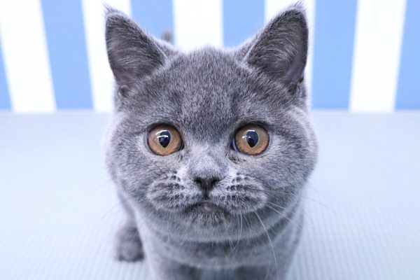 静岡県のブリティッシュショートヘアー (ペットショッププチマリア イオン袋井店/2026年4月16日生まれ/女の子/ブルー)の子猫の1枚目の画像