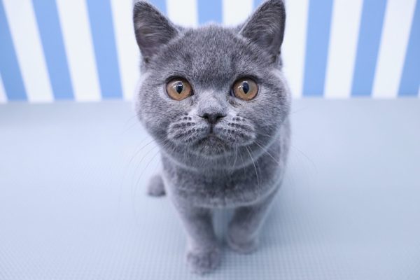 静岡県のブリティッシュショートヘアー (ペットショッププチマリア イオン袋井店/2026年4月16日生まれ/女の子/ブルー)の子猫の2枚目の画像