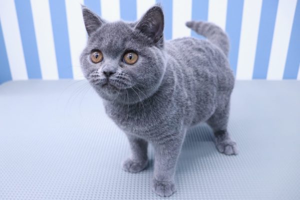 静岡県のブリティッシュショートヘアー (ペットショッププチマリア イオン袋井店/2026年4月16日生まれ/女の子/ブルー)の子猫の3枚目の画像