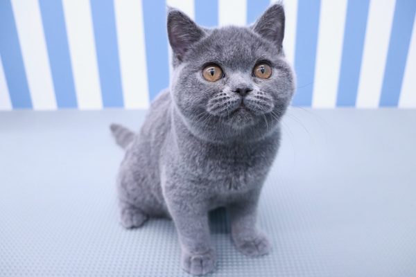 静岡県のブリティッシュショートヘアー (ペットショッププチマリア イオン袋井店/2026年4月16日生まれ/女の子/ブルー)の子猫の4枚目の画像