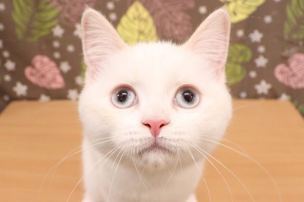 神奈川県のマンチカン (ペットショッププチマリア 相模原店/2026年4月15日生まれ/女の子/クリームポイント)の子猫の1枚目の画像