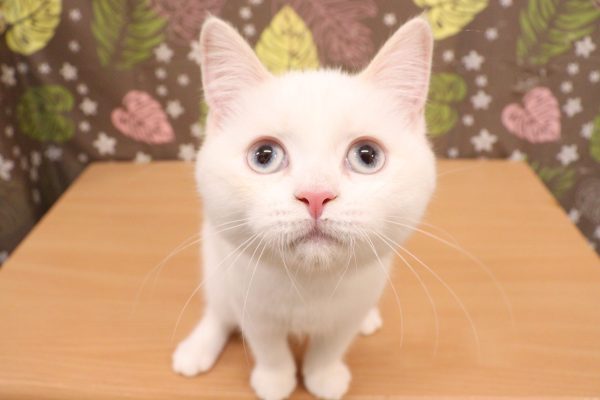 神奈川県のマンチカン (ペットショッププチマリア 相模原店/2026年4月15日生まれ/女の子/クリームポイント)の子猫の2枚目の画像