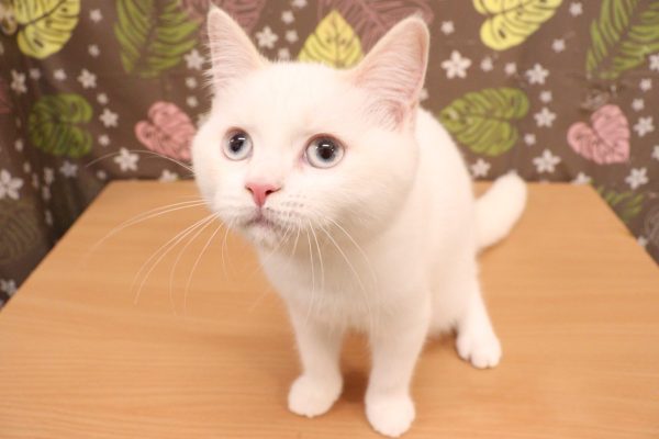 神奈川県のマンチカン (ペットショッププチマリア 相模原店/2026年4月15日生まれ/女の子/クリームポイント)の子猫の3枚目の画像