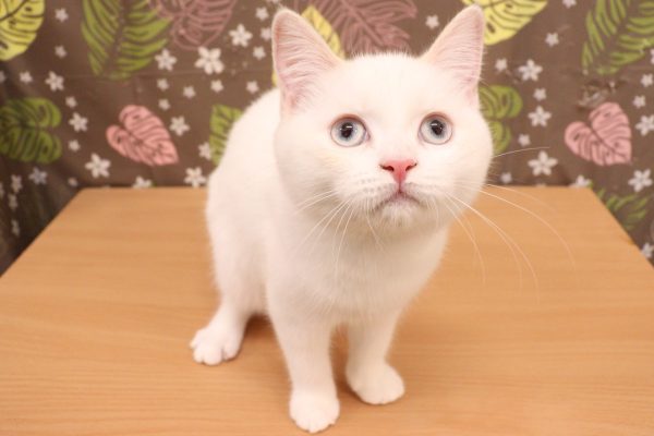 神奈川県のマンチカン (ペットショッププチマリア 相模原店/2026年4月15日生まれ/女の子/クリームポイント)の子猫の4枚目の画像