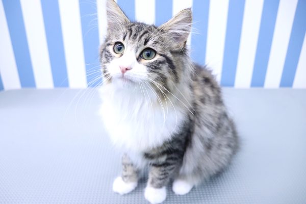 静岡県のノルウェージャンフォレストキャット (ペットショッププチマリア イオン袋井店/2026年4月18日生まれ/女の子/ブラウンパッチドタビーホワイト)の子猫の3枚目の画像
