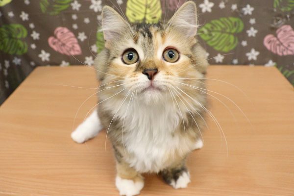 神奈川県のサイベリアン (ペットショッププチマリア 相模原店/2026年4月19日生まれ/女の子/ブルーシルバーパッチドタビー&ホワイト)の子猫の2枚目の画像