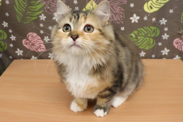 神奈川県のサイベリアン (ペットショッププチマリア 相模原店/2026年4月19日生まれ/女の子/ブルーシルバーパッチドタビー&ホワイト)の子猫の3枚目の画像