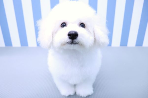 静岡県のビションフリーゼ (ペットショッププチマリア イオン袋井店/2026年5月3日生まれ/男の子/ホワイト)の子犬の2枚目の画像