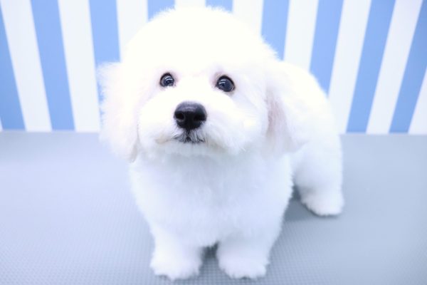 静岡県のビションフリーゼ (ペットショッププチマリア イオン袋井店/2026年5月3日生まれ/男の子/ホワイト)の子犬の3枚目の画像
