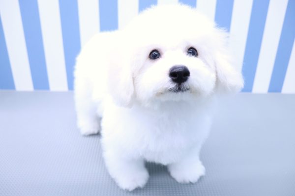 静岡県のビションフリーゼ (ペットショッププチマリア イオン袋井店/2026年5月3日生まれ/男の子/ホワイト)の子犬の4枚目の画像
