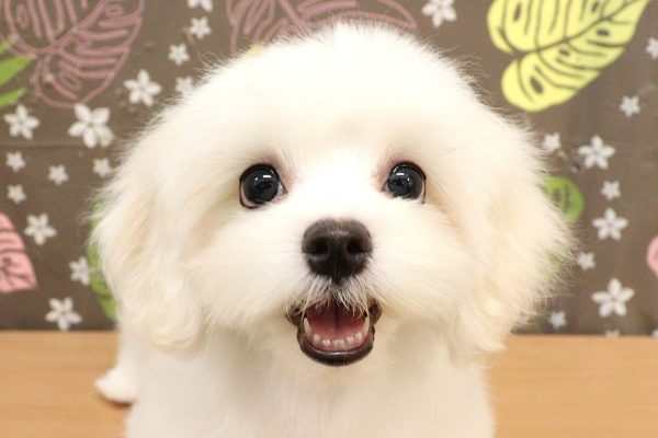 神奈川県のマルチーズ (ペットショッププチマリア 相模原店/2026年5月2日生まれ/女の子/ホワイト)の子犬の1枚目の画像