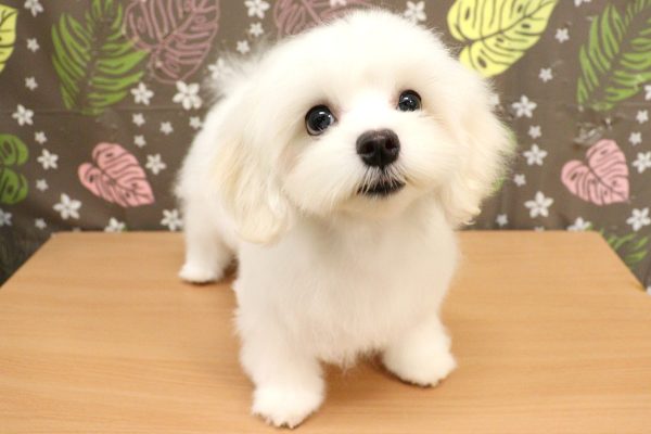 神奈川県のマルチーズ (ペットショッププチマリア 相模原店/2026年5月2日生まれ/女の子/ホワイト)の子犬の4枚目の画像