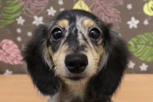 ミニチュアダックスフンド