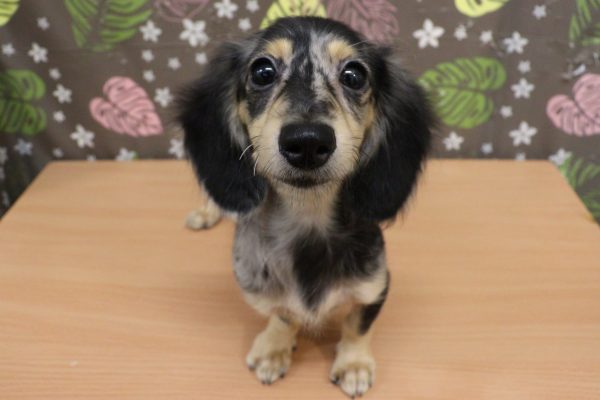神奈川県のミニチュアダックスフンド(ロング) (ペットショッププチマリア 相模原店/2026年5月13日生まれ/女の子/シルバーダップル)の子犬の2枚目の画像