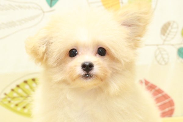 東京都のポメプー(ポメラニアン×プードル) (ペットショッププチマリア 町田多摩境店/2026年5月15日生まれ/男の子/アプリコット)の子犬の1枚目の画像