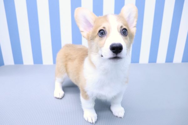 静岡県のウェルシュコーギーペンブローク (ペットショッププチマリア イオン袋井店/2026年5月16日生まれ/男の子/レッドホワイト)の子犬の4枚目の画像