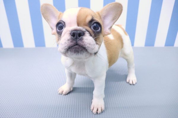 静岡県のフレンチブルドッグ (ペットショッププチマリア イオン袋井店/2026年5月30日生まれ/女の子/パイド)の子犬の3枚目の画像
