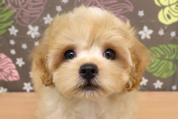 神奈川県のマルプー(マルチーズ×プードル) (ペットショッププチマリア 相模原店/2026年6月3日生まれ/男の子/クリーム)の子犬の1枚目の画像