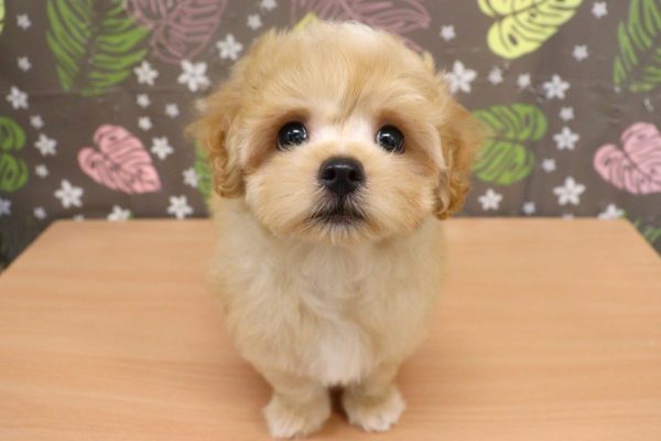 神奈川県のマルプー(マルチーズ×プードル) (ペットショッププチマリア 相模原店/2026年6月3日生まれ/男の子/クリーム)の子犬の2枚目の画像