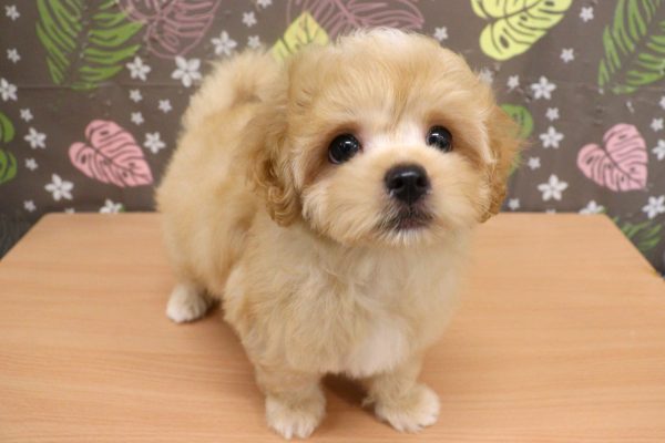 神奈川県のマルプー(マルチーズ×プードル) (ペットショッププチマリア 相模原店/2026年6月3日生まれ/男の子/クリーム)の子犬の4枚目の画像