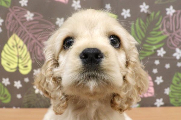 静岡県のアメリカンコッカースパニエル (ペットショッププチマリア イオン袋井店/2026年6月5日生まれ/男の子/バフ)の子犬