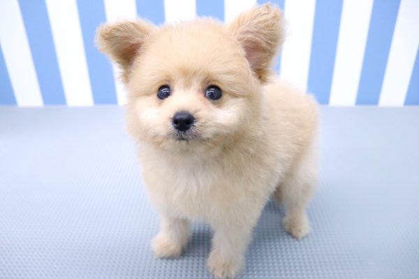 静岡県のポメプー(ポメラニアン×プードル) (ペットショッププチマリア イオン袋井店/2026年6月8日生まれ/男の子/クリーム)の子犬の3枚目の画像