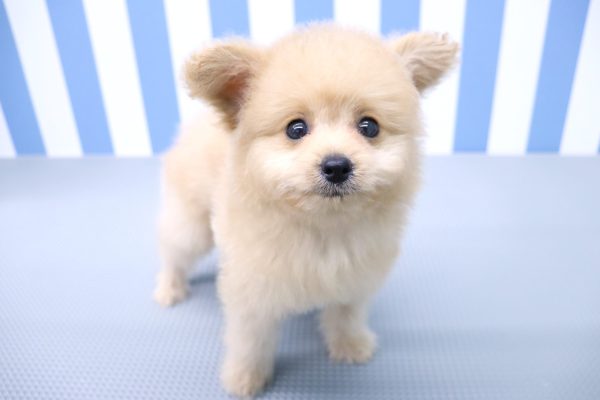 静岡県のポメプー(ポメラニアン×プードル) (ペットショッププチマリア イオン袋井店/2026年6月8日生まれ/男の子/クリーム)の子犬の4枚目の画像