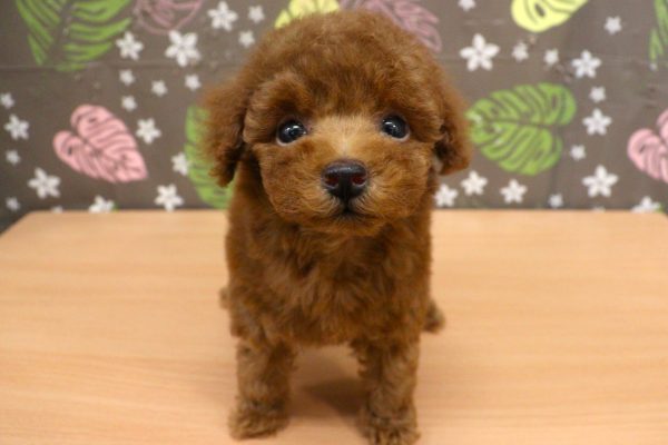 神奈川県のトイプードル(トイ) (ペットショッププチマリア 相模原店/2026年6月7日生まれ/男の子/レッドフォーン)の子犬の2枚目の画像