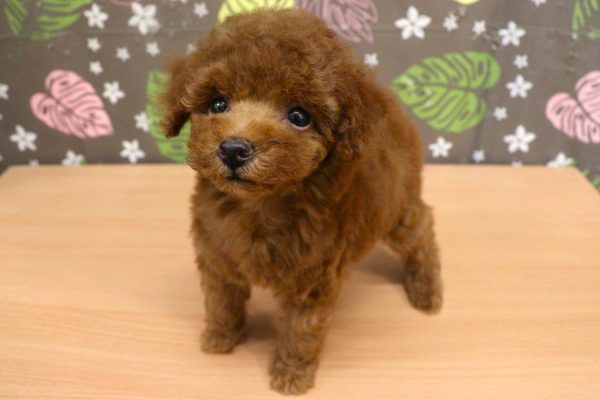 神奈川県のトイプードル(トイ) (ペットショッププチマリア 相模原店/2026年6月7日生まれ/男の子/レッドフォーン)の子犬の3枚目の画像