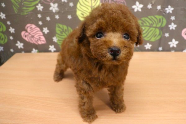 神奈川県のトイプードル(トイ) (ペットショッププチマリア 相模原店/2026年6月7日生まれ/男の子/レッドフォーン)の子犬の4枚目の画像