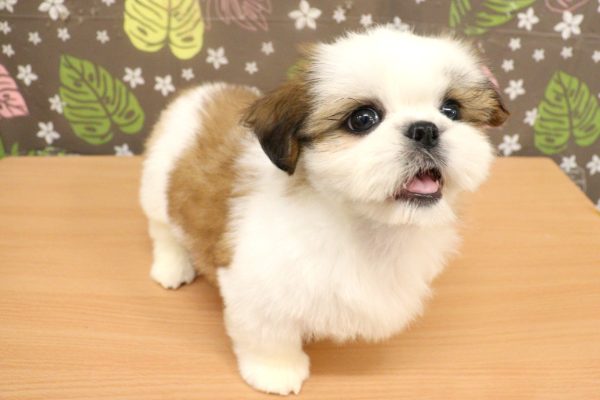 神奈川県のシーズー (ペットショッププチマリア 相模原店/2026年6月8日生まれ/女の子/ホワイトゴールド)の子犬の4枚目の画像