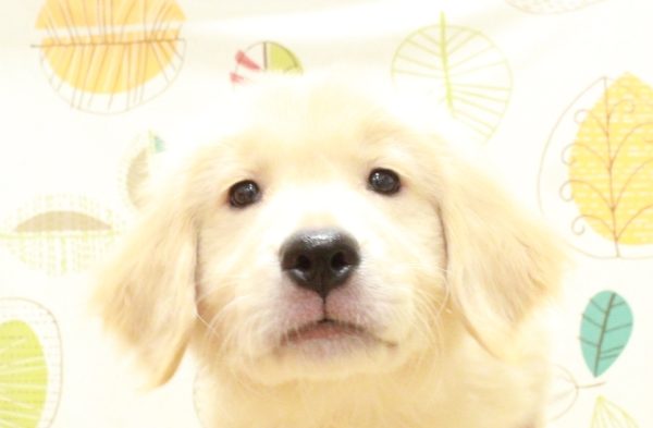 ゴールデンレトリーバー