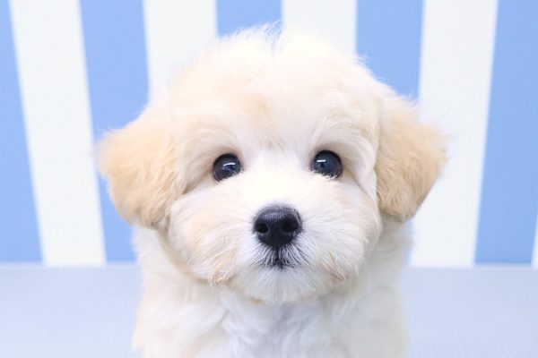 ミックス（ハーフ犬）