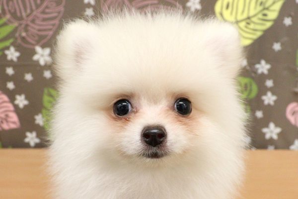 ポメラニアン