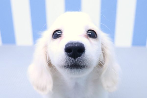 ミニチュアダックスフンド