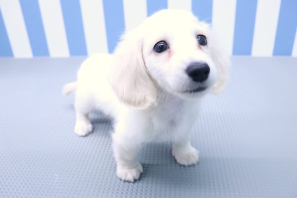 静岡県のミニチュアダックスフンド(ロング) (ペットショッププチマリア イオン袋井店/2026年6月14日生まれ/男の子/イエロー)の子犬の4枚目の画像