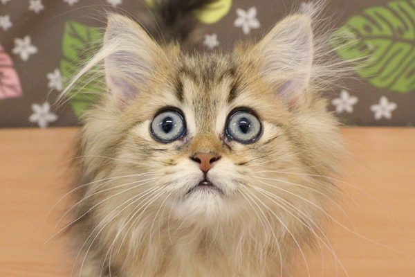 チンチラ