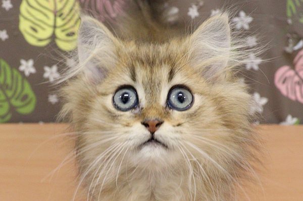 チンチラ
