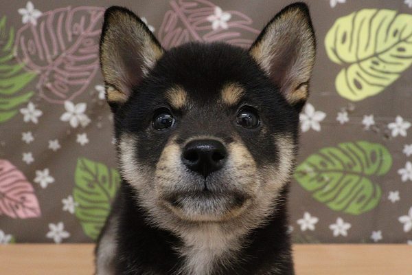 柴犬