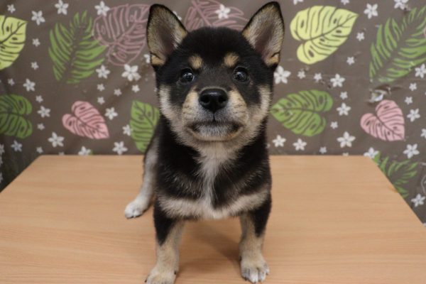 神奈川県の柴犬(標準サイズ) (ペットショッププチマリア 相模原店/2026年6月20日生まれ/女の子/黒)の子犬の2枚目の画像