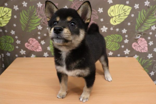 神奈川県の柴犬(標準サイズ) (ペットショッププチマリア 相模原店/2026年6月20日生まれ/女の子/黒)の子犬の3枚目の画像