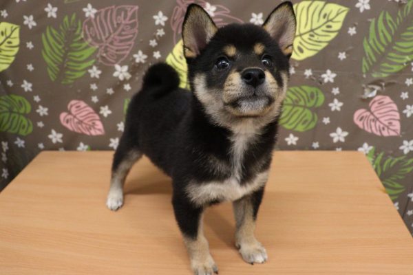 神奈川県の柴犬(標準サイズ) (ペットショッププチマリア 相模原店/2026年6月20日生まれ/女の子/黒)の子犬の4枚目の画像