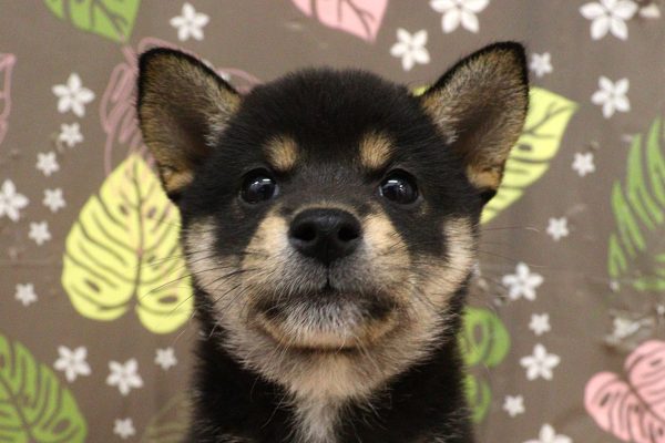 柴犬