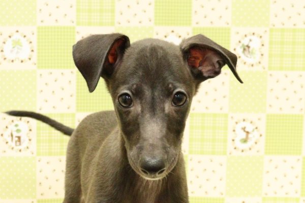 埼玉県のイタリアングレーハウンド (ペットショッププチマリア 入間武蔵藤沢店/2026年6月10日生まれ/男の子/シール)の子犬の1枚目の画像