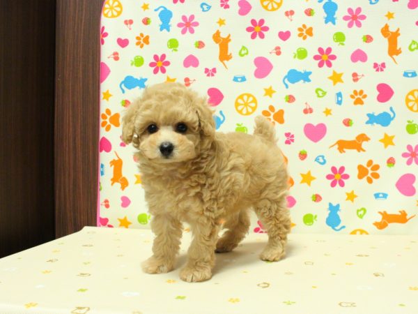 神奈川県のトイプードル(トイ) (ペットショッププチマリア 横浜永田台店/2026年6月21日生まれ/女の子/アプリコット)の子犬の2枚目の画像
