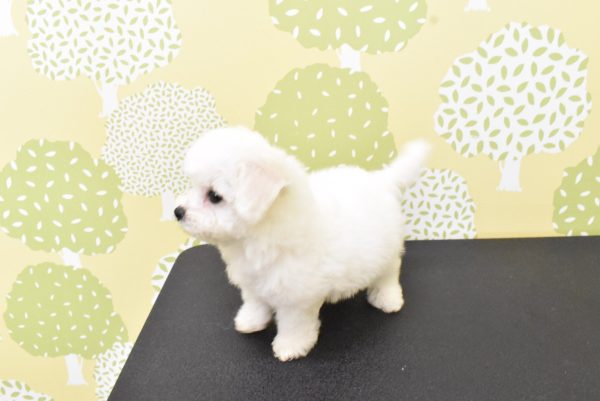 愛知県のビションフリーゼ (ペットショッププチマリア ルビットパーク岡崎店/2026年6月17日生まれ/女の子/ホワイト)の子犬の3枚目の画像