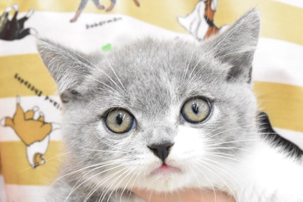 ブリティッシュ
