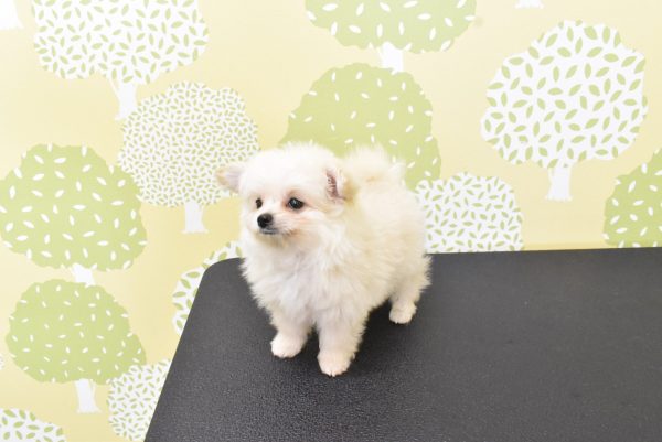 愛知県のポメプー(ポメラニアン×プードル) (ペットショッププチマリア ルビットパーク岡崎店/2026年6月13日生まれ/男の子/クリーム)の子犬の3枚目の画像