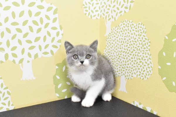 愛知県のブリティッシュショートヘアー (ペットショッププチマリア ルビットパーク岡崎店/2026年6月9日生まれ/男の子/ブルーホワイト)の子猫の4枚目の画像